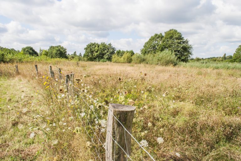 Pasture Weed Control Farmer's Coop