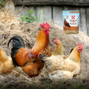 chicken treats at Farmers Coop.