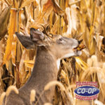 Farmers Coop_Whole Deer Corn Sale #1_FB_Insta Graphic