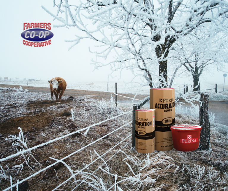 Winter Forage For Cattle Farmers Coop