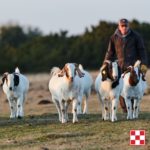 Goats with Purina logo in winter