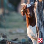 goat waching you with Purina logo