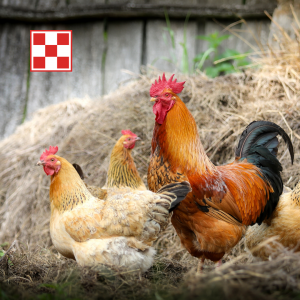 Rooster and hens. Poultry feeds from Purina.
