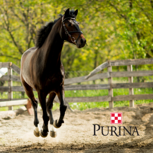 Purina Equine Series with Farmers Co-op.