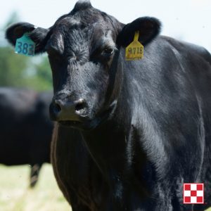  SAVE on Purina Cattle Mineral in February, March, and April 2021, at Farmers Coop during our 2021 Purina Cattle Mineral Savings Event.