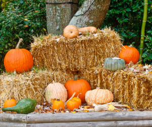 Pick up straw bales at your local Farmers Co-op.  Straw has many uses in the fall and winter months.