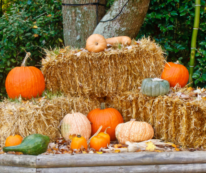 Pick Up Straw Bales at Farmers Coop