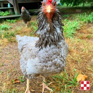 Molting Chicken tips from Purina and Farmer's Cooperative in Van Buren, AR