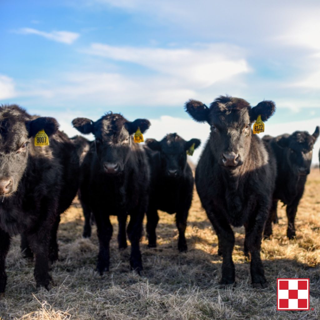 Cattle on pastures | RSVP for the summer cattle meeting