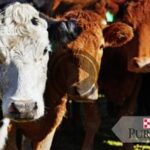 Purina Cattle Series Online Meetings | Farmers Co-op