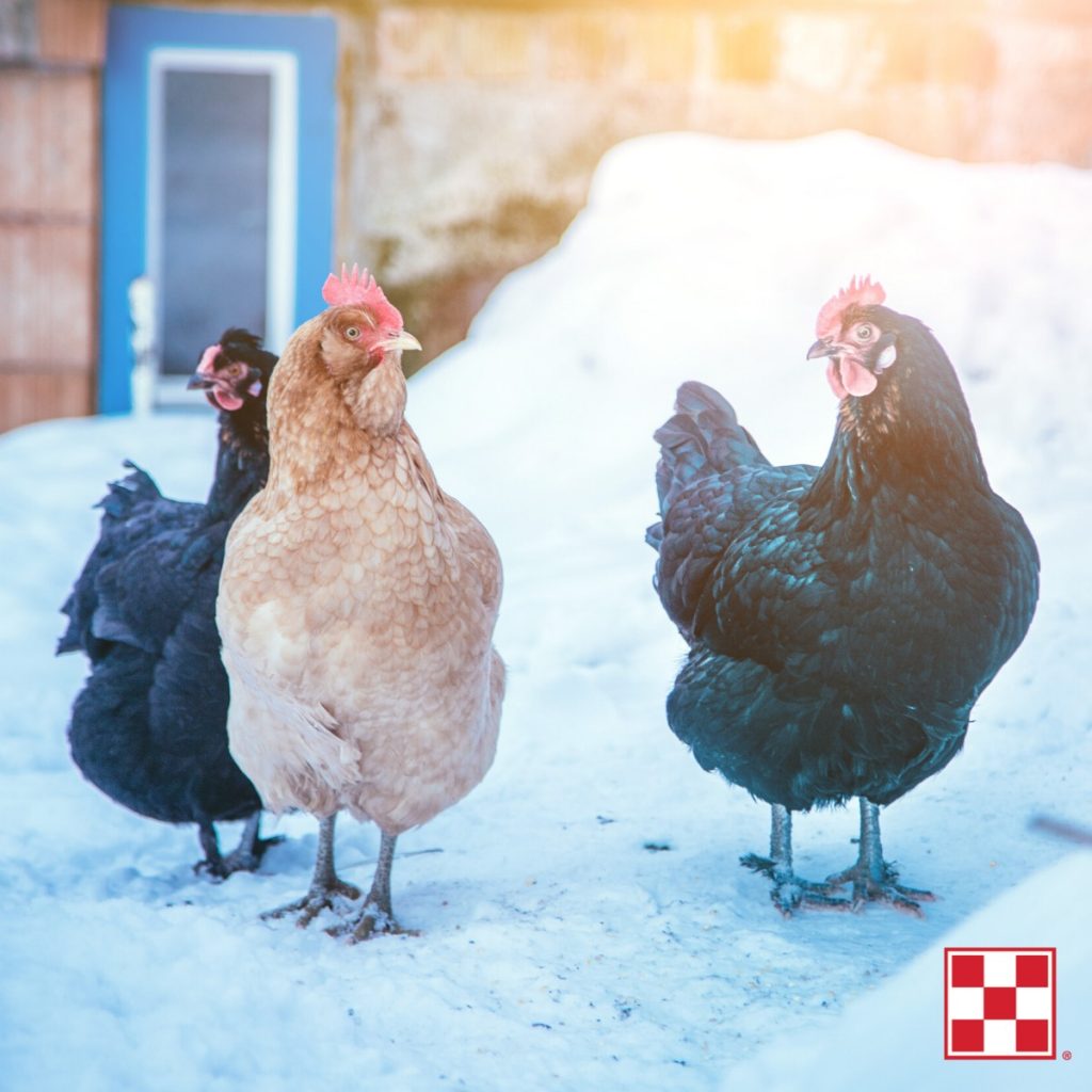 Tips for Raising Chickens in Winter Farmers Coop