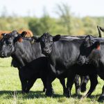 Black Angus Cows and calves on a Minnesota Farm