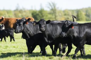 black angus cows