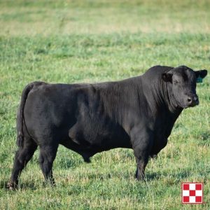 Conditioning Bulls for Spring Breeding Starts in Winter. Black bull in field.