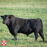 Purina Cattle Bull with logo