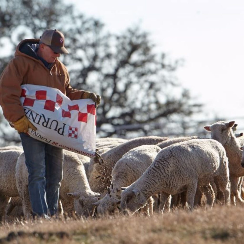Purina Goat Meals: Vitamin, Advantages, and Extra