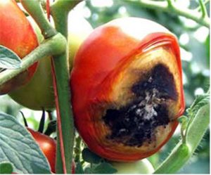 Blossom end rot can happen to any fruit, but we get more questions about tomatoes. Find out the causes and some prevention tips here.