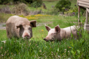 Two swine in a green field. Swine Feeds.