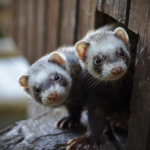 Ferrets