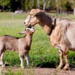 Brown goat and kid goat in field | Farmer’s Coop