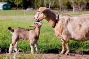 Brown goat and kid goat in field. Farmer's Coop