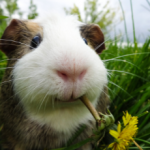 Guinea Pig