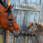 Large and Small Horse