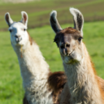 Llamas