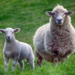 Sheep and Lamb | Farmer’s Coop