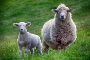 Sheep and lamb in green field.