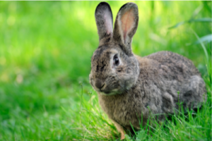 Bunny in the Grass. Small Animals.