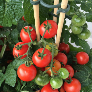 Learn the why, when, and how of pruning tomato plants from Farmers Coop.  Is there anything better than a fresh tomato?