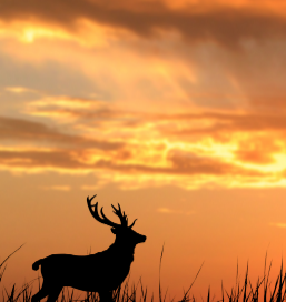 silhouette of deer in a field at sunset | get ready for deer hunting season