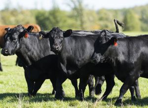 a herd of cattle 