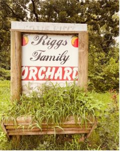 The first thing you notice when you pull up to Riggs Family Orchard in Spiro, Oklahoma is the smell. The air smells sweet peaches.