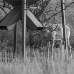 Training deer to eat from a feeder is a good way to implement a supplemental feeding program.