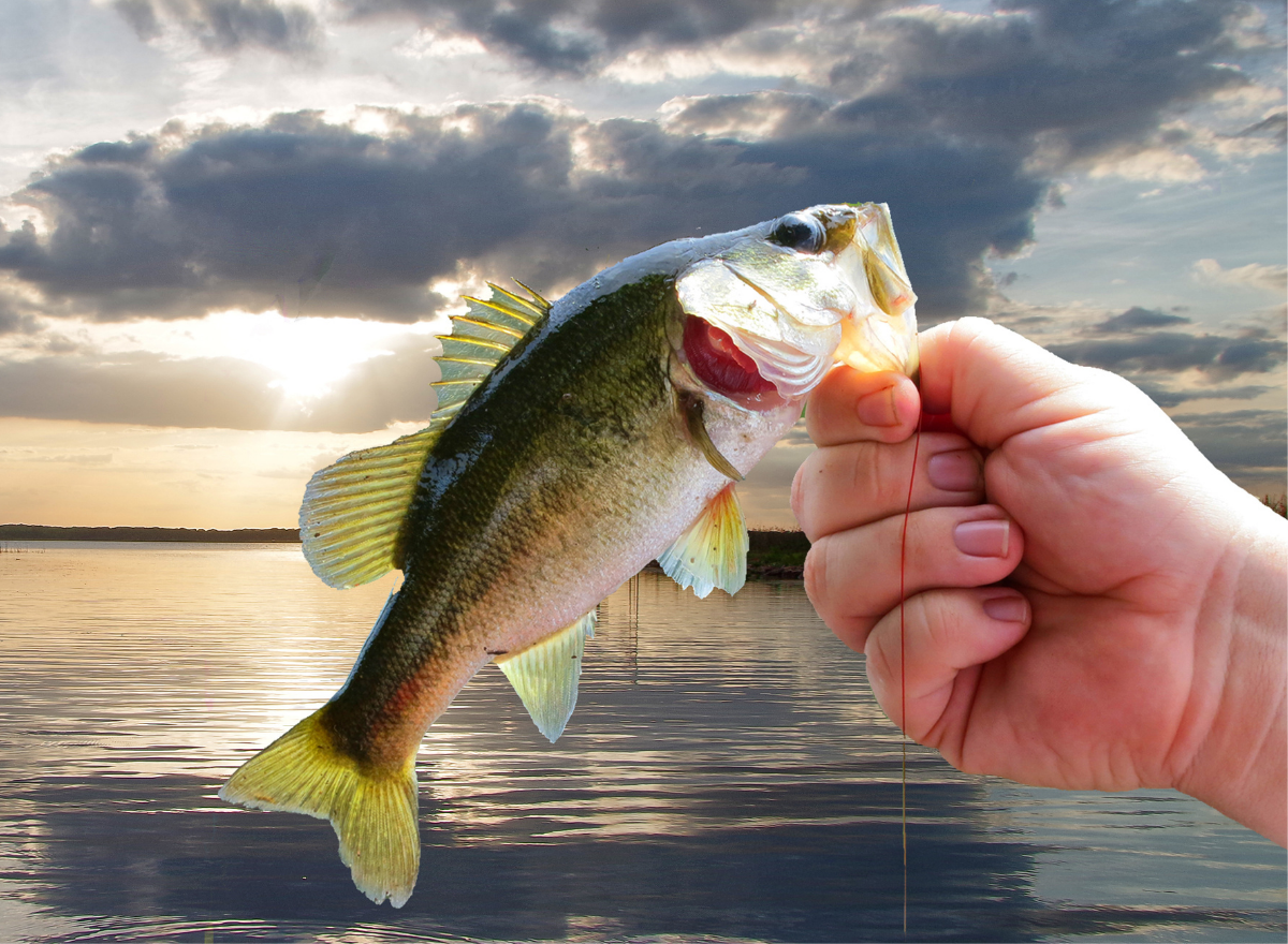 hand holding fish at lake