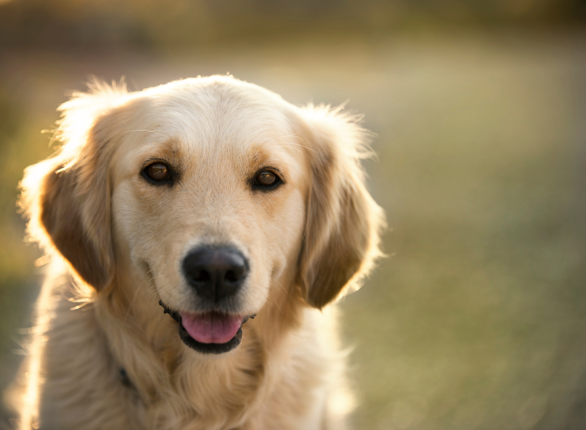 Golden Retriever