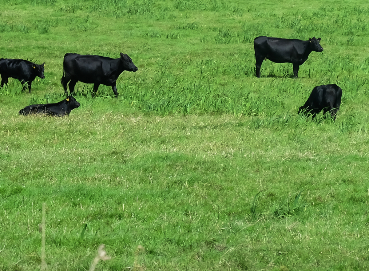 black cows in field