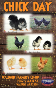 Chick Day is coming to Farmers Coop in Waldron, Arkansas! Chicks will be available on Saturday, March 12, from 7:00 a.m to 12:00 p.m. at 1942 S. Main Street. 