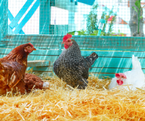 Switch laying hens to a complete chicken layer feed when chickens start laying eggs around 18 weeks of age.