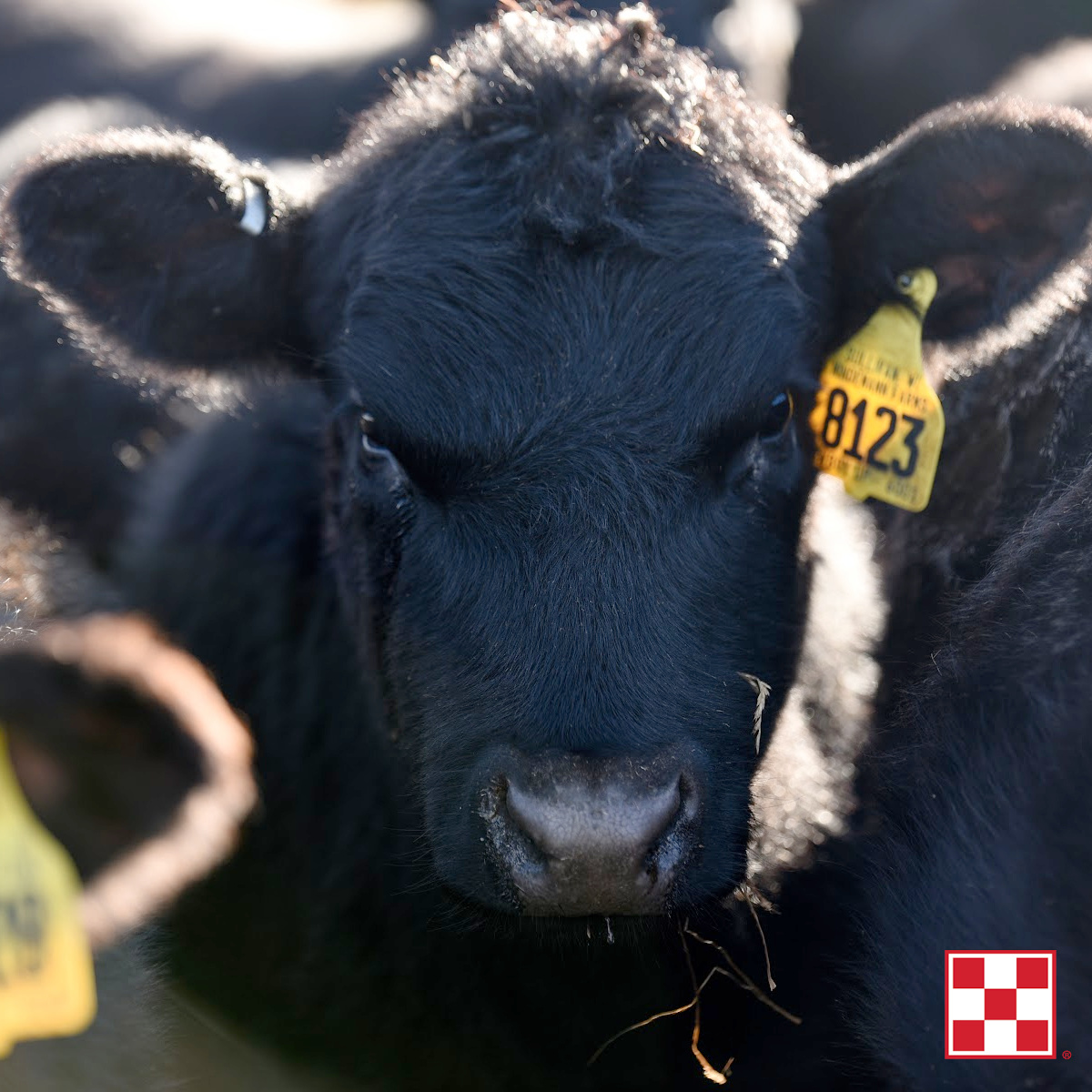 Van Buren Weaning Meeting Farmers Coop