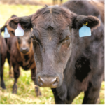cattle-tag-ears