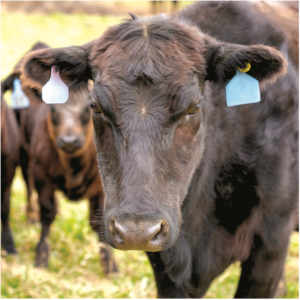 Beyond The Bag: minerals are prevention for cattle. Herd of cattle.