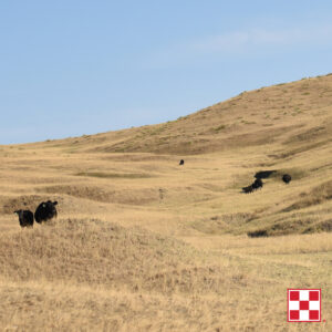 cattle during a drought 