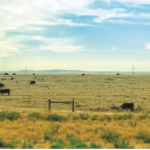 cow-field-banner