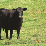 cow-grass