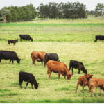 cows-field-eating