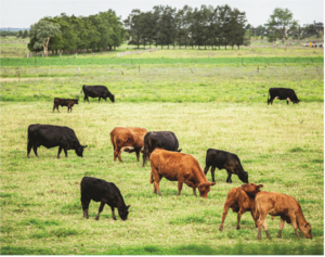 healthy cattle