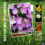 farmers-coop-native-ark-wildflowers